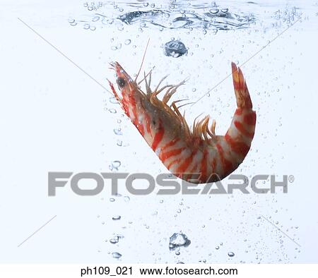 Prawn in boiling water, close-up View Large Photo Image Stock Image - Prawn in boiling water, close-up. Fotosearch