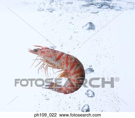 Prawn in boiling water, close-up View Large Photo Image Stock Image - Prawn in boiling water, close-up. Fotosearch