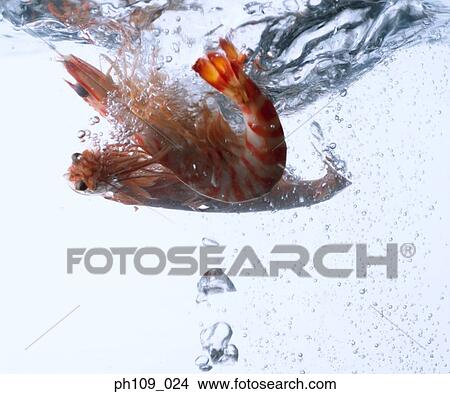 Prawns in boiling water, close-up View Large Photo Image Picture - Prawns in boiling water, close-up. Fotosearch