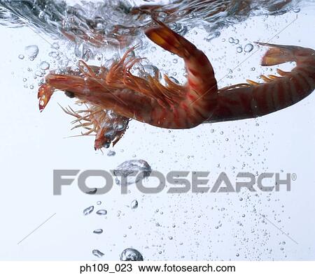 Prawns in boiling water, close-up View Large Photo Image Stock Image - Prawns in boiling water, close-up. Fotosearch