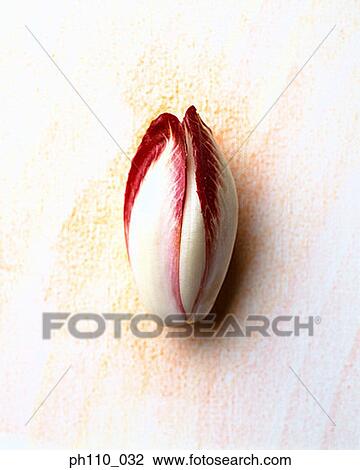 Bud, close-up View Large Photo Image Stock Image - Bud, close-up. Fotosearch