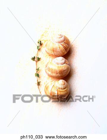 Escargots, line-up View Large Photo Image Stock Image - Escargots, line-up. Fotosearch