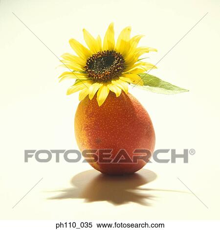 Stock Photography - Flower on mango. Fotosearch