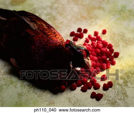 Hen and berries View Large Photo Image Stock Image - Hen and berries. Fotosearch