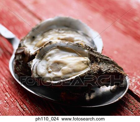 Oysters, close-up View Large Photo Image Picture - Oysters, close-up. Fotosearch
