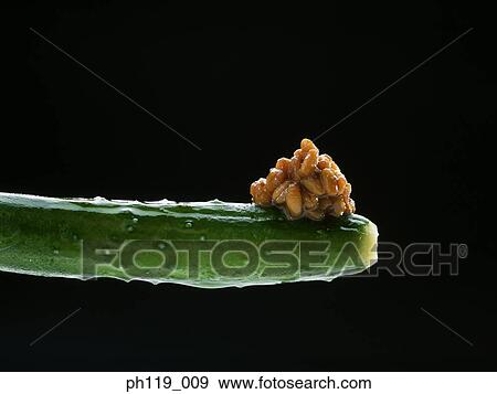 Close-up of cucumber with miso beans View Large Photo Image Stock Photo - Close-up of cucumber with miso beans. Fotosearch
