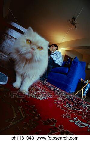 Couple relaxing on sofa, cat in foreground View Large Photo Image Stock Image - Couple relaxing on sofa, cat in foreground . Fotosearch