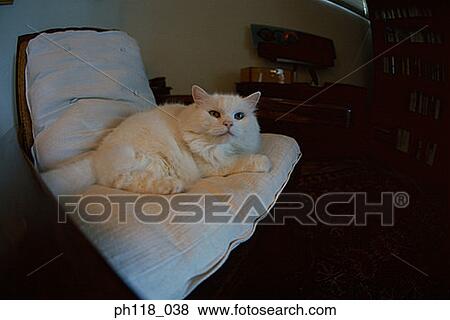 Stock Photo - White cat resting on sofa. Fotosearch