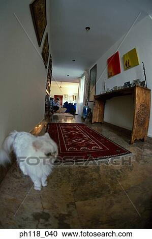 White domestic cat in corridor View Large Photo Image Stock Image - White domestic cat in corridor. Fotosearch