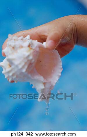 Child's hand holding a seashell View Large Photo Image Stock Image - Child's hand holding a seashell. Fotosearch