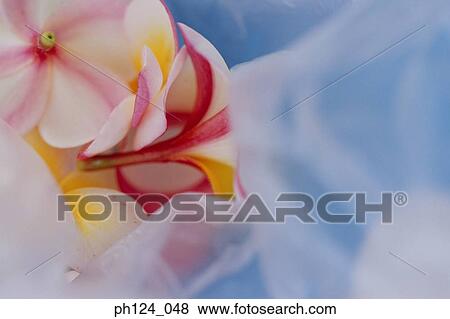 Flower heads, close-up View Large Photo Image Stock Photo - Flower heads, close-up. Fotosearch