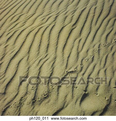 Footprints across sand View Large Photo Image Stock Image - Footprints across sand. Fotosearch
