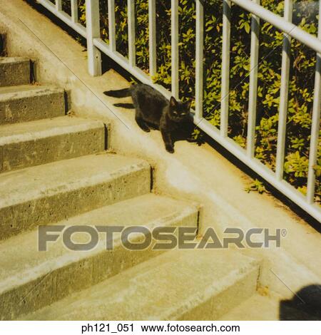 Stock Image - A black cat on a flight of staircase. Fotosearch