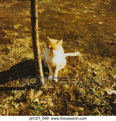 Cat sitting by a young tree View Large Photo Image Stock Photo - Cat sitting by a young tree. Fotosearch