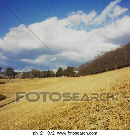 Field of dry grass, bare trees in background View Large Photo Image Stock Image - Field of dry grass, bare trees in background. Fotosearch