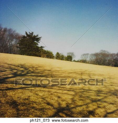 Shadow of tree brunches cast on field of dry grass View Large Photo Image Stock Image - Shadow of tree brunches cast on field of dry grass. Fotosearch