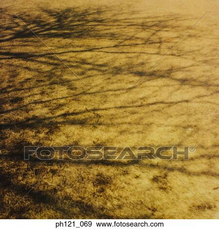 Stock Photo - Shadow of tree brunches cast on ground. Fotosearch