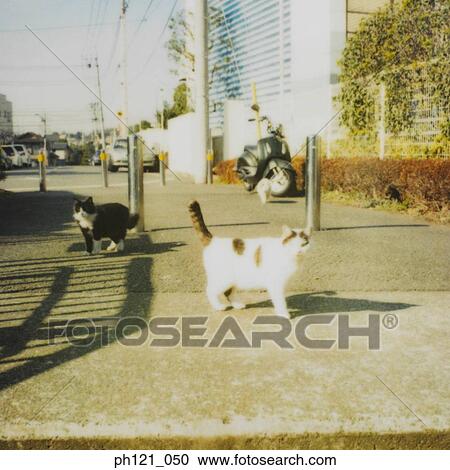 Stock Image - Stray cats on pavement. Fotosearch