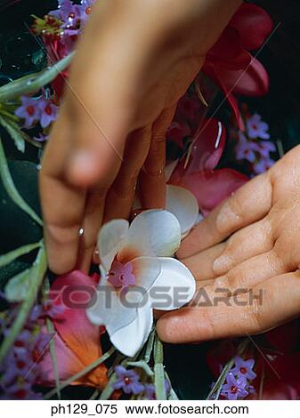Stock Photography - Cupping hands around white flower head, close-up . Fotosearch