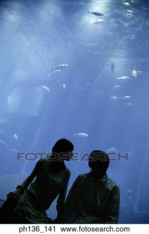 Silhouette of a young couple standing by an aquarium View Large Photo Image Stock Image - Silhouette of a young couple standing by an aquarium. Fotosearch