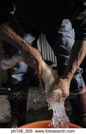 Stock Photography - Close-up of a person's hand squeezing silk threads. Fotosearch