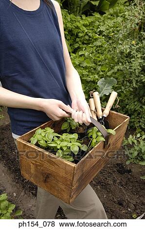 Mid section view of a young woman holding a basket and standing in a garden View Large Photo Image Stock Photo - Mid section view of a young woman holding a basket and standing in a garden. Fotosearch