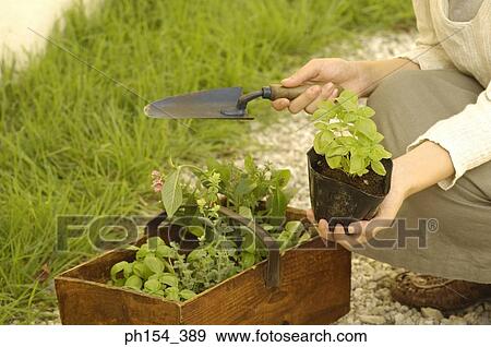 Low section view of a woman holding a potted plant and a trowel View Large Photo Image Stock Photo - Low section view of a woman holding a potted plant and a trowel. Fotosearch