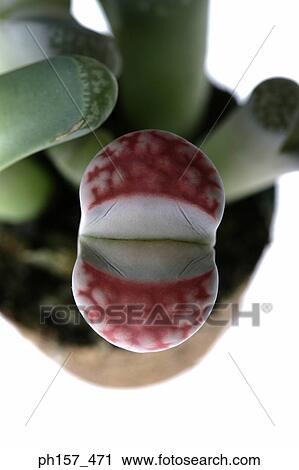 Stock Image - A pot of plant. Fotosearch