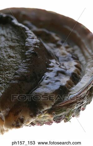 Abalone, close-up View Large Photo Image Stock Image - Abalone, close-up. Fotosearch