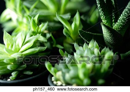 Aloe Vera plant View Large Photo Image Stock Image - Aloe Vera plant. Fotosearch