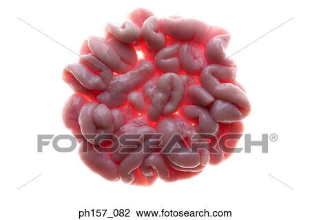 Stock Image - Animal Intestines. Fotosearch