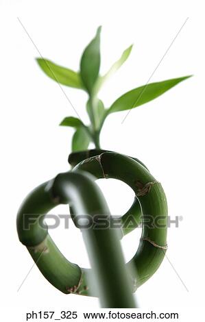 Bamboo, close-up View Large Photo Image Stock Photography - Bamboo, close-up. Fotosearch