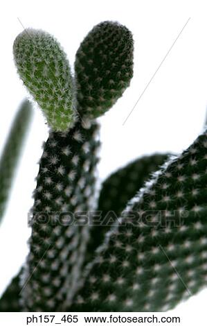 Cactus. Close-up View Large Photo Image Stock Photography - Cactus. Close-up. Fotosearch