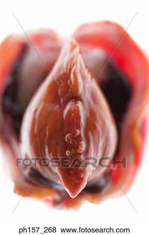 Clam, close-up View Large Photo Image Stock Photo - Clam, close-up. Fotosearch