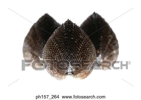 Picture - Clams. Fotosearch