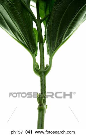 Close-up of stem View Large Photo Image Stock Image - Close-up of stem. Fotosearch