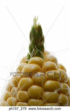 Corn, close-up View Large Photo Image Stock Photo - Corn, close-up. Fotosearch