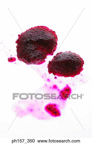 Dragon Fruit View Large Photo Image Stock Image - Dragon Fruit. Fotosearch
