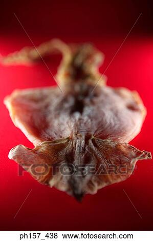 Dried cuttle fish on red surface View Large Photo Image Stock Photo - Dried cuttle fish on red surface. Fotosearch