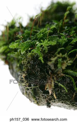 Ferns and moss, close-up View Large Photo Image Stock Photograph - Ferns and moss, close-up. Fotosearch
