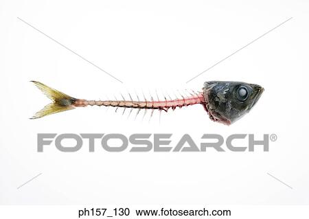 Stock Image - Fish bones. Fotosearch