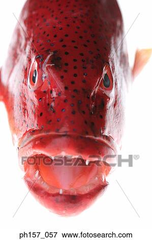 Fish, close-up View Large Photo Image Stock Photo - Fish, close-up. Fotosearch