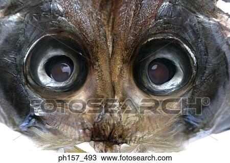 Stock Image - Fish eyes. Fotosearch