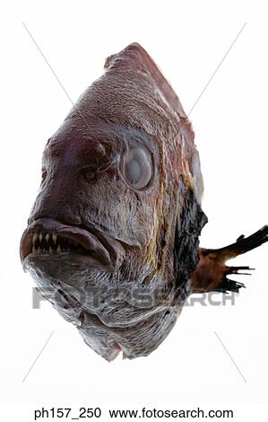 Fish, front view View Large Photo Image Stock Image - Fish, front view. Fotosearch