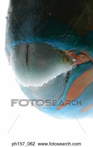 Fish mouth, close-up View Large Photo Image Stock Image - Fish mouth, close-up. Fotosearch