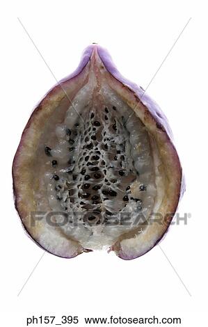 Stock Photography - Japanese fruit, Akebi, cross section. Fotosearch