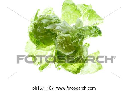 Lettuce View Large Photo Image Stock Photo - Lettuce. Fotosearch