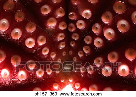 Octopus tentacles View Large Photo Image Stock Photo - Octopus tentacles. Fotosearch
