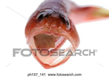 Red fish, close-up View Large Photo Image Stock Image - Red fish, close-up. Fotosearch