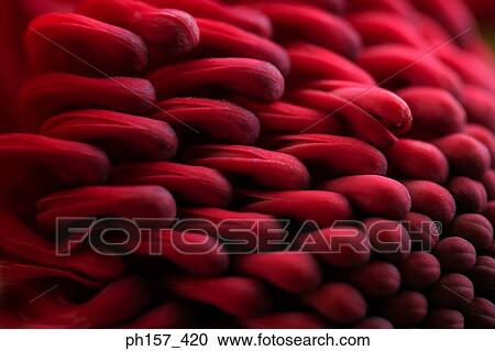 Red flower, close-up View Large Photo Image Stock Image - Red flower, close-up. Fotosearch
